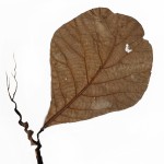 CRAFT WITH NATURAL LEAF ARTPRINT