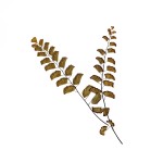 CRAFT WITH NATURAL LEAFS ART PRINT