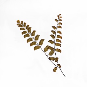 CRAFT WITH NATURAL LEAFS ART PRINT