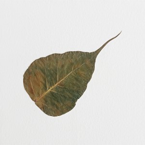 CRAFT WITH NATURAL LEAFS