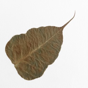 CRAFT WITH NATURAL LEAFS