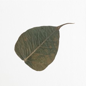 CRAFT WITH NATURAL LEAFS