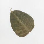 CRAFT WITH NATURAL LEAFS