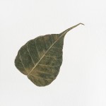 CRAFT WITH NATURAL LEAFS