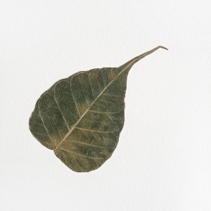 CRAFT WITH NATURAL LEAFS