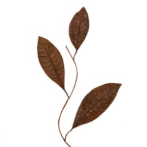 CRAFT WITH NATURAL LEAFS