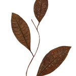 CRAFT WITH NATURAL LEAFS