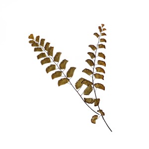 CRAFT WITH NATURAL LEAFS