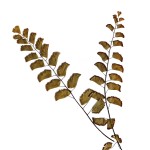 CRAFT WITH NATURAL LEAFS