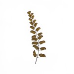 CRAFT WITH NATURAL LEAFS