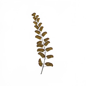 CRAFT WITH NATURAL LEAFS
