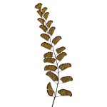 CRAFT WITH NATURAL LEAFS