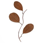 CRAFT WITH NATURAL LEAFS