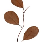 CRAFT WITH NATURAL LEAFS