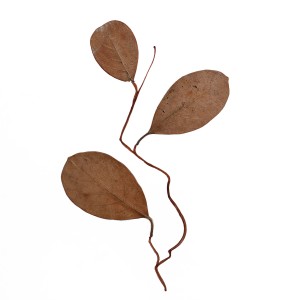 CRAFT WITH NATURAL LEAFS