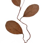 CRAFT WITH NATURAL LEAFS