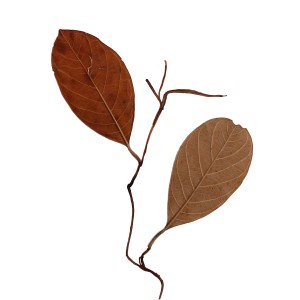 CRAFT WITH NATURAL LEAFS