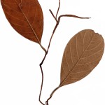 CRAFT WITH NATURAL LEAFS