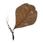 CRAFT WITH NATURAL LEAFS