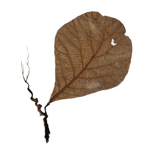 CRAFT WITH NATURAL LEAFS