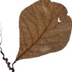 CRAFT WITH NATURAL LEAFS