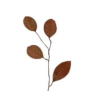 CRAFT WITH NATURAL LEAFS