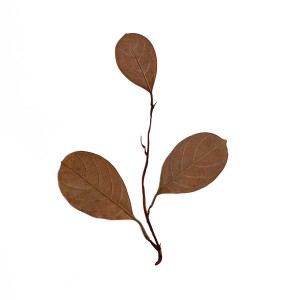 CRAFT WITH NATURAL LEAFS