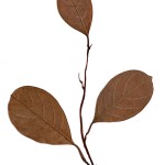 CRAFT WITH NATURAL LEAFS