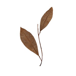 CRAFT WITH NATURAL LEAFS