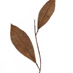 CRAFT WITH NATURAL LEAFS