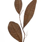 CRAFT WITH NATURAL LEAFS