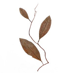 CRAFT WITH NATURAL LEAFS