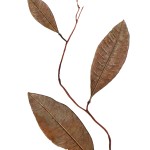 CRAFT WITH NATURAL LEAFS