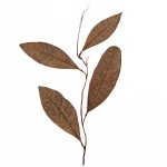 CRAFT WITH NATURAL LEAFS