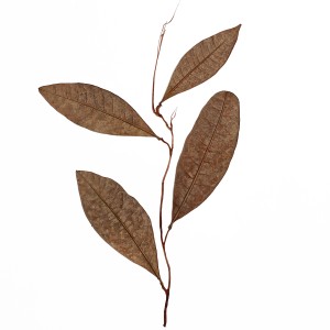 CRAFT WITH NATURAL LEAFS