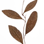 CRAFT WITH NATURAL LEAFS