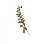 CRAFT WITH NATURAL LEAFS