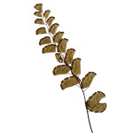 CRAFT WITH NATURAL LEAFS