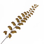 CRAFT WITH NATURAL LEAFS
