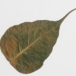 CRAFT WITH NATURAL LEAFS