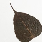 CRAFT WITH NATURAL LEAFS