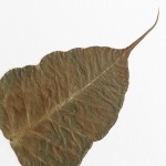 CRAFT WITH NATURAL LEAFS