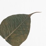 CRAFT WITH NATURAL LEAFS