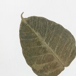 CRAFT WITH NATURAL LEAFS