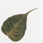 CRAFT WITH NATURAL LEAFS