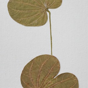 CRAFT WITH NATURAL LEAFS