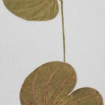 CRAFT WITH NATURAL LEAFS