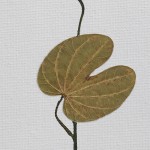 CRAFT WITH NATURAL LEAFS