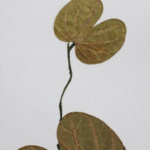 CRAFT WITH NATURAL LEAFS