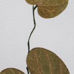 CRAFT WITH NATURAL LEAFS